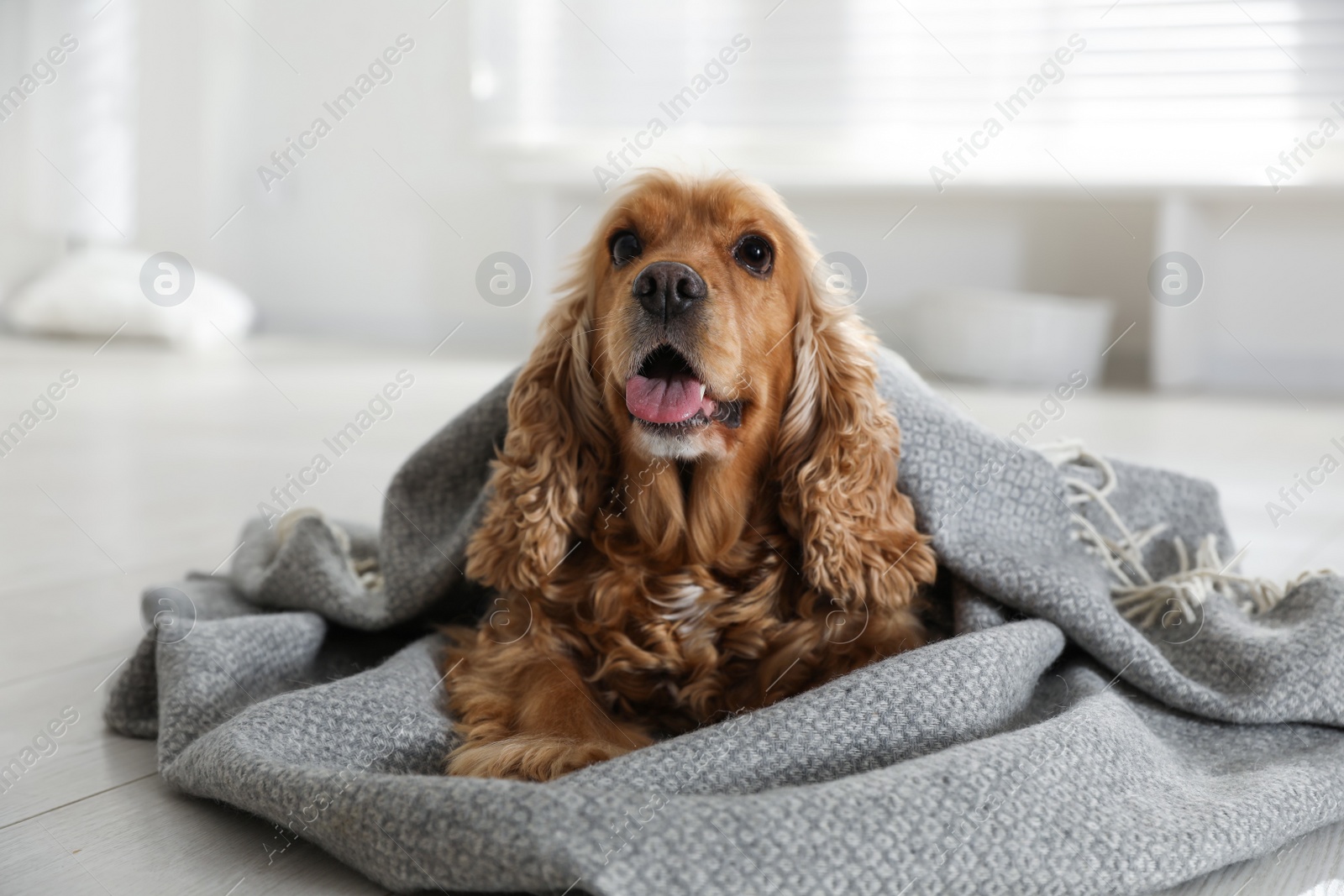 Photo of Cute English cocker spaniel dog with grey plaid on floor at home