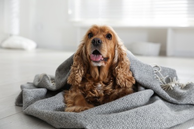 Cute English cocker spaniel dog with grey plaid on floor at home