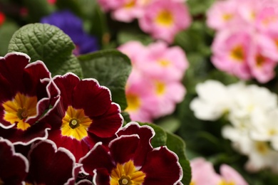 Photo of Beautiful primula (primrose) plant with burgundy flowers on blurred background, space for text. Spring blossom