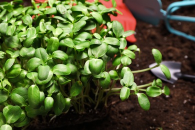 Photo of Fresh organic microgreen growing in soil, closeup