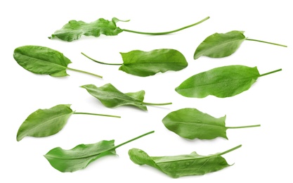 Image of Set of fresh sorrel leaves on white background 