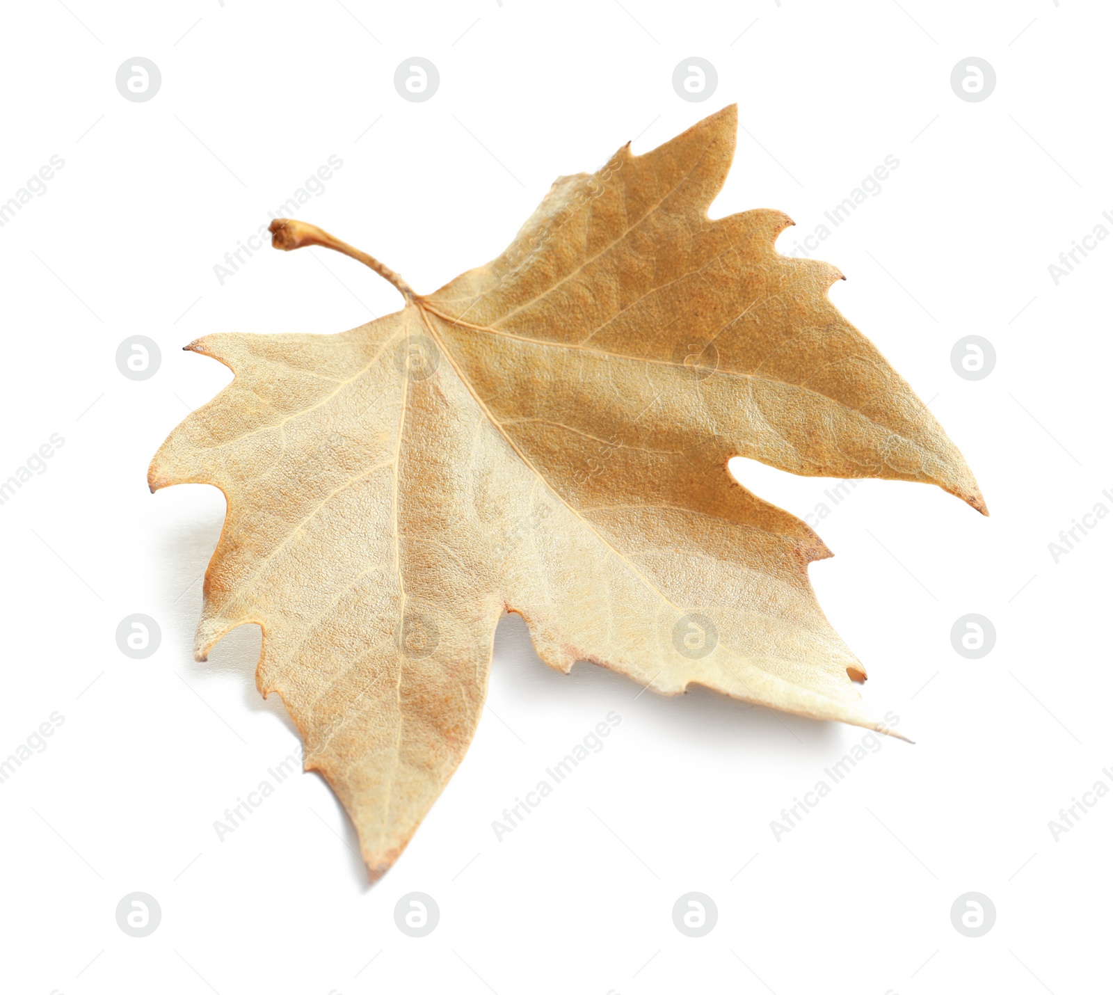 Photo of Beautiful autumn leaf on white background. Fall foliage