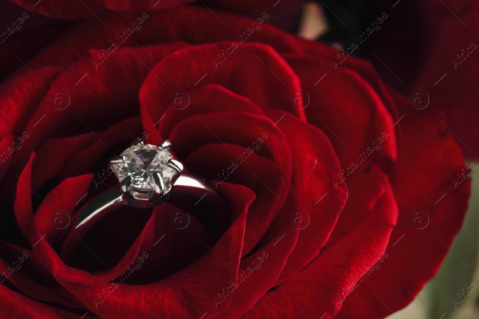 Photo of Beautiful engagement ring with gemstone on rose, closeup