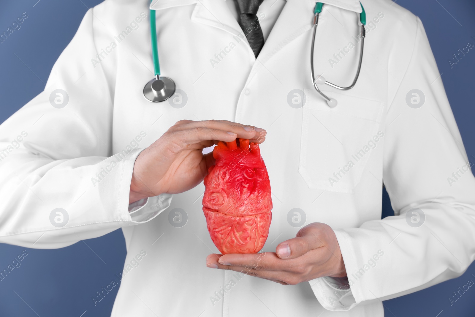 Photo of Doctor holding model of heart, closeup. Prevent heart attack