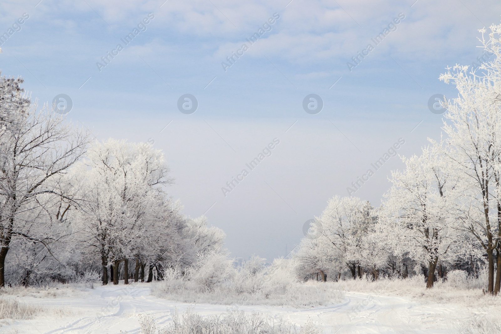 Photo of Plants covered with hoarfrost outdoors on winter morning