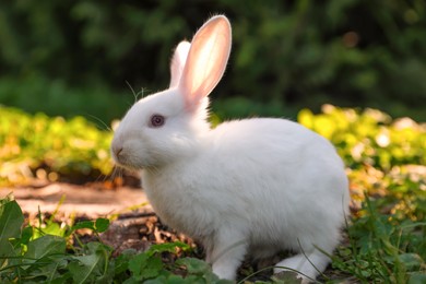 Photo of Cute white rabbit near tree stump on green grass outdoors