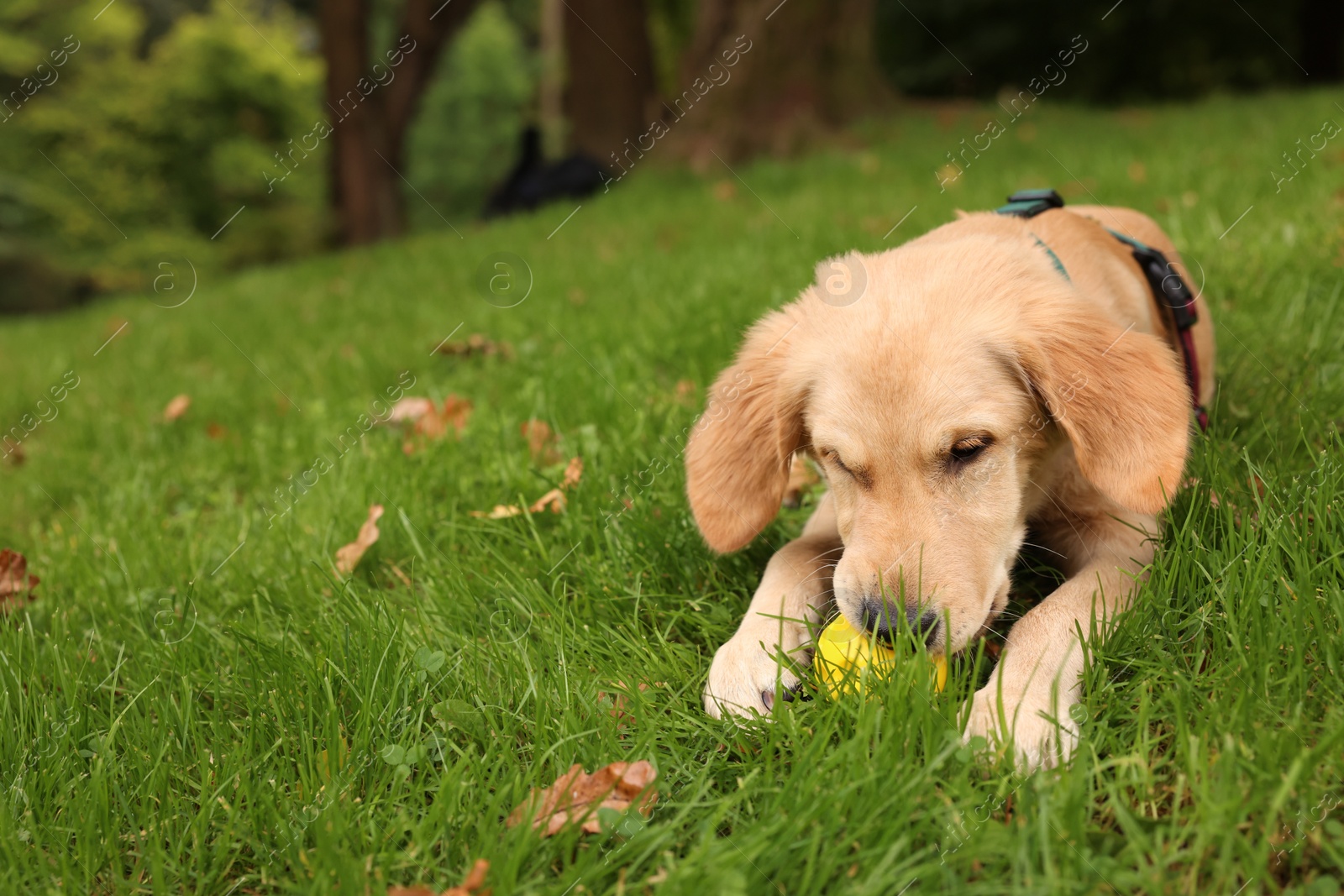 Photo of Cute Labrador Retriever puppy playing with ball on green grass in park, space for text