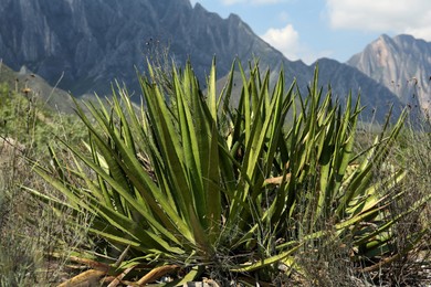 Beautiful green agave growing near mountains outdoors