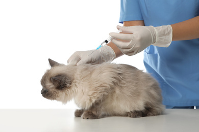 Professional veterinarian vaccinating cat on white background, closeup