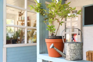 Potted plant and watering can on light blue wooden veranda railing outdoors, space for text. Gardening tools