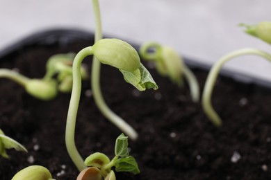 Photo of Kidney bean sprouts in fertile soil, closeup. Space for text