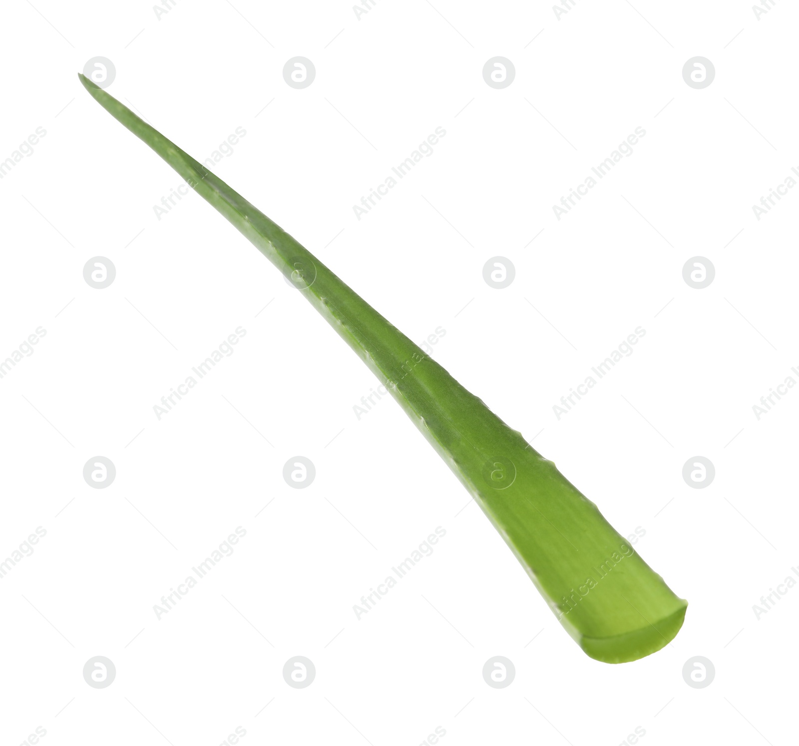 Photo of One aloe vera leaf isolated on white