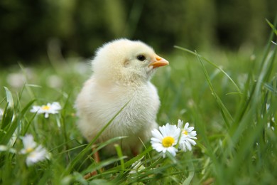 Cute chick with chamomile flowers on green grass outdoors, closeup. Baby animal