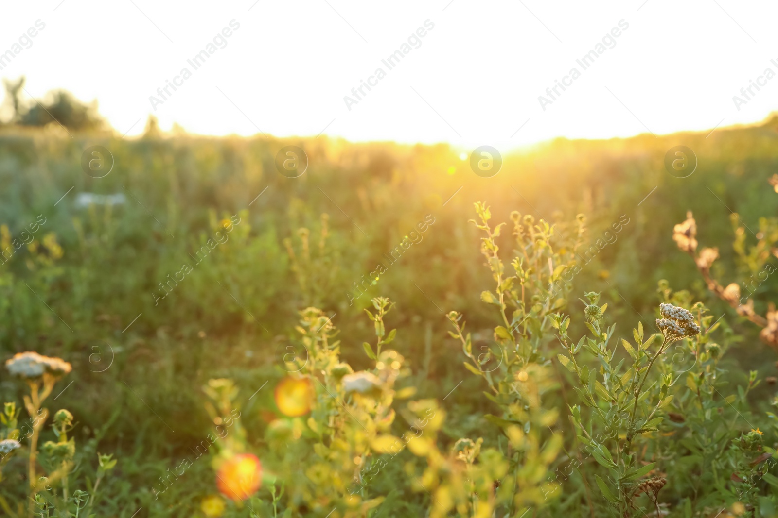 Photo of Beautiful field at sunrise. Early morning landscape