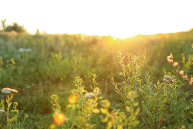 Beautiful field at sunrise. Early morning landscape