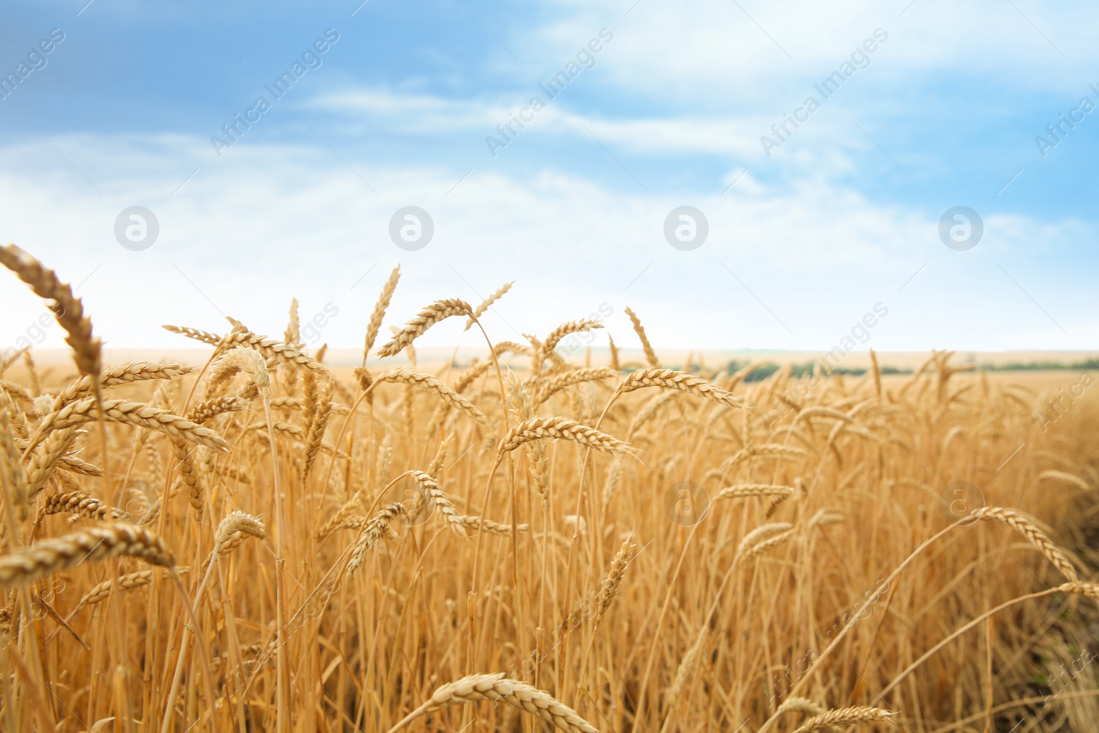 Photo of Wheat grain field on sunny day. Cereal farming