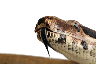 Brown boa constrictor on white background, closeup