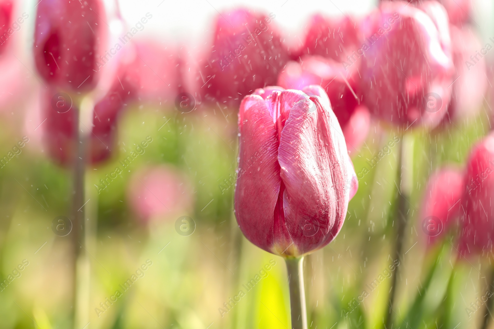 Photo of Blossoming tulips in field on sunny spring day