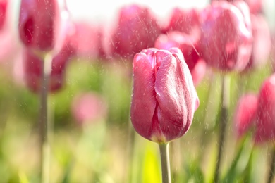 Blossoming tulips in field on sunny spring day