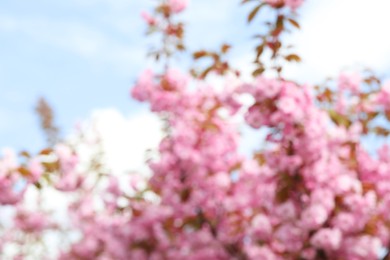 Photo of Beautiful blossoming sakura tree against blue sky, closeup. Blurred view