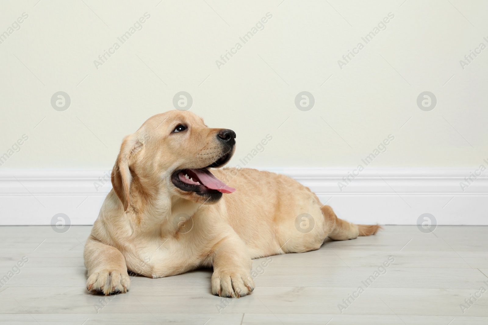 Photo of Cute yellow labrador retriever puppy on floor indoors. Space for text
