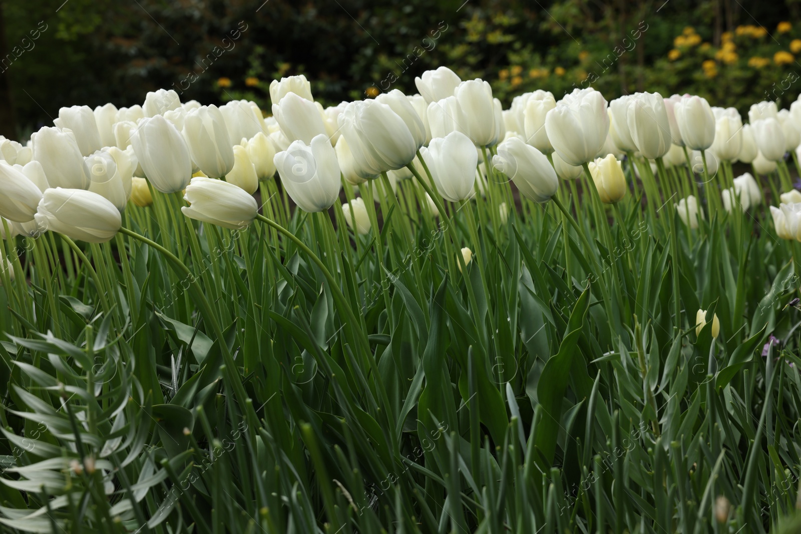 Photo of Many beautiful white tulip flowers growing outdoors. Spring season