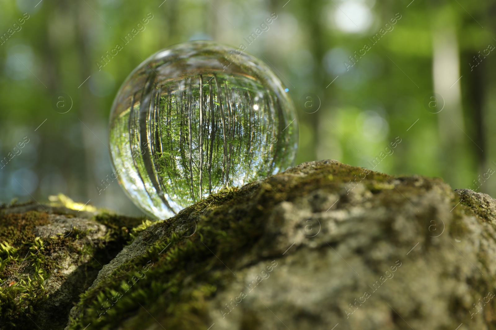 Photo of Beautiful green trees outdoors, overturned reflection. Crystal ball on stone with moss in forest