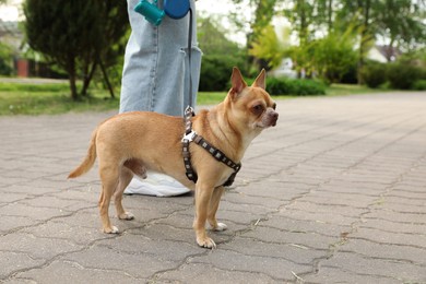 Owner walking with her chihuahua dog in park, closeup