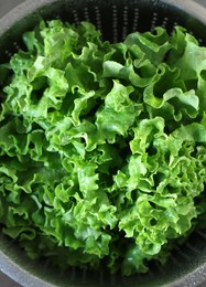 Colander with fresh wet lettuce in sink, top view