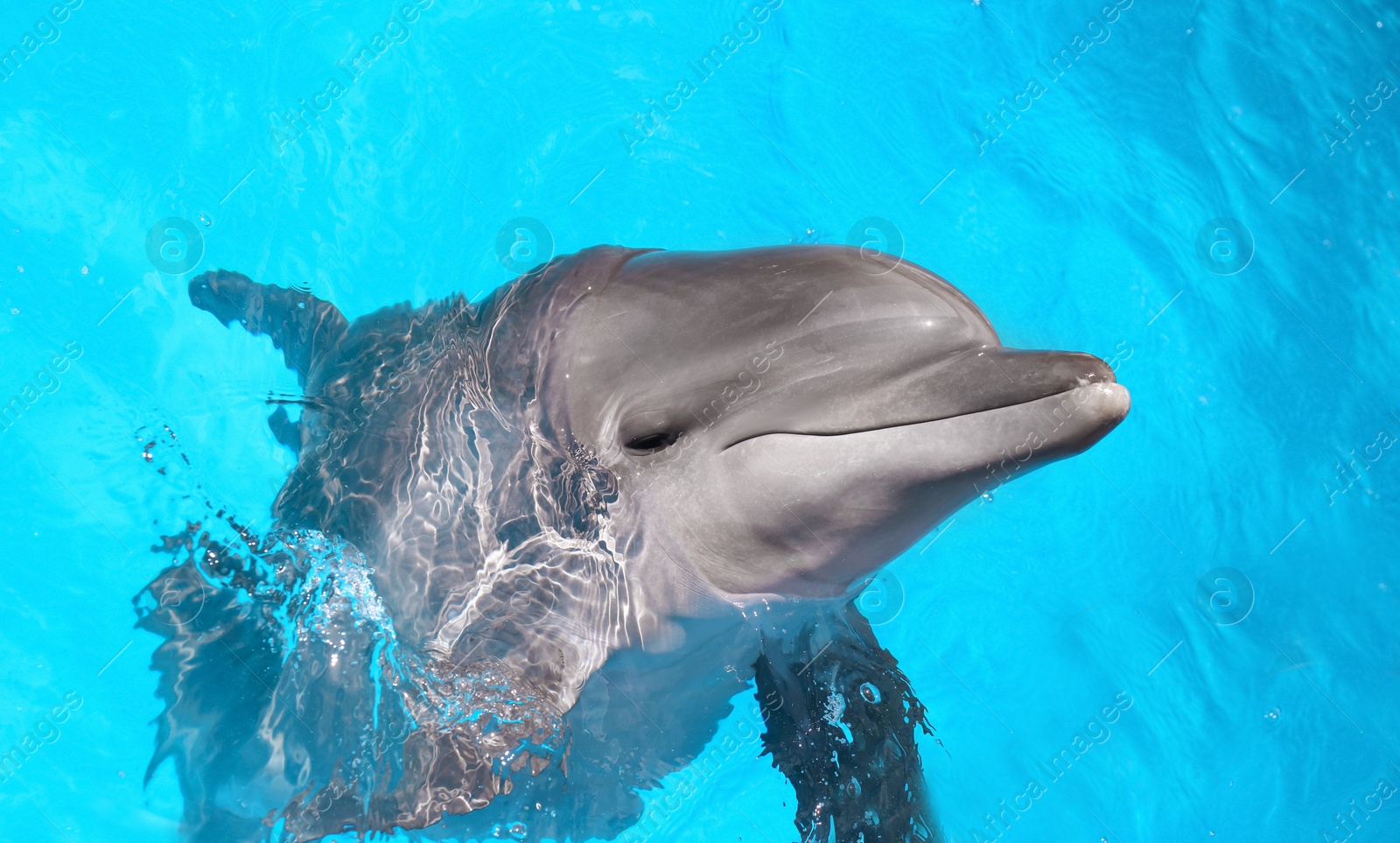 Photo of Dolphin swimming in pool at marine mammal park