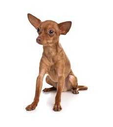 Photo of Cute toy terrier isolated on white. Domestic dog