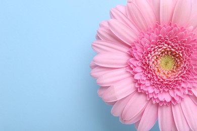 Photo of One beautiful pink gerbera flower on light blue background, top view. Space for text