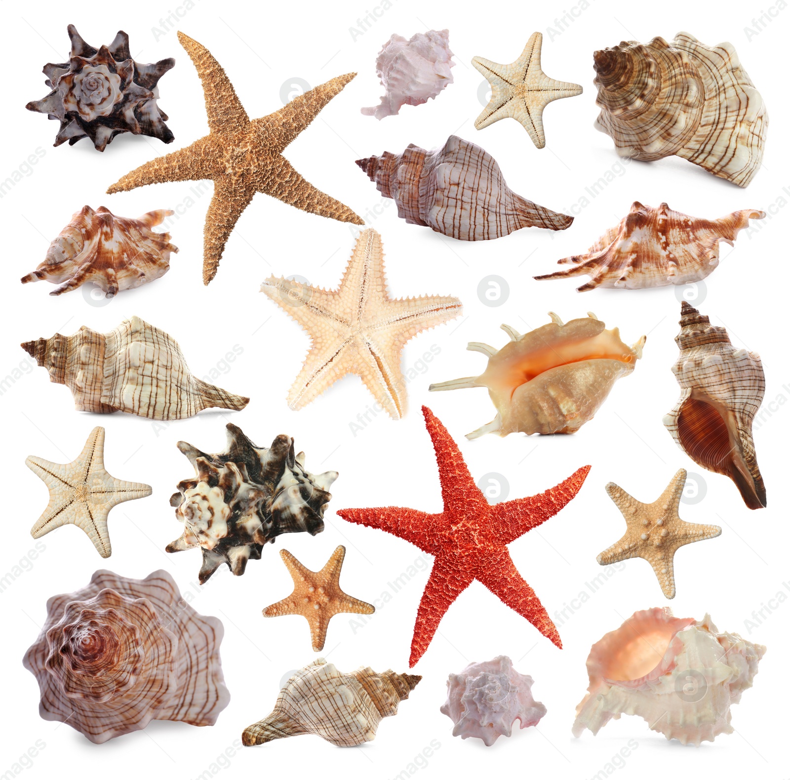 Image of Collection of different beautiful sea stars and shells on white background