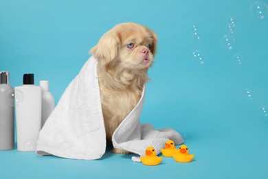Photo of Cute Pekingese dog wrapped in towel, bottles, rubber ducks and bubbles on light blue background, space for text. Pet hygiene