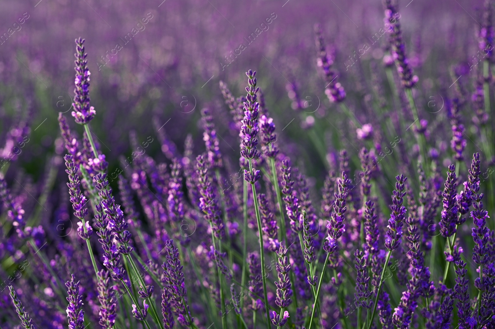 Photo of Beautiful blooming lavender plants growing in field