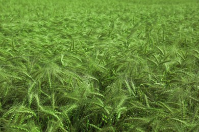 Beautiful agricultural field with ripening wheat crop