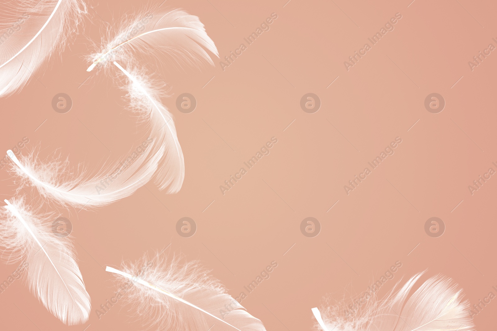 Image of Fluffy bird feathers in air on pale coral background, space for text