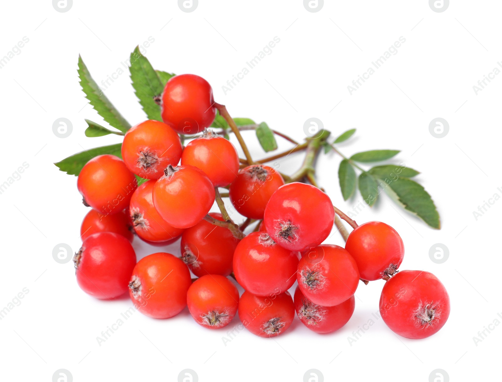 Photo of Bunch of ripe rowan berries with green leaves on white background