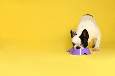 Photo of French bulldog eating food from bowl on yellow background. Space for text