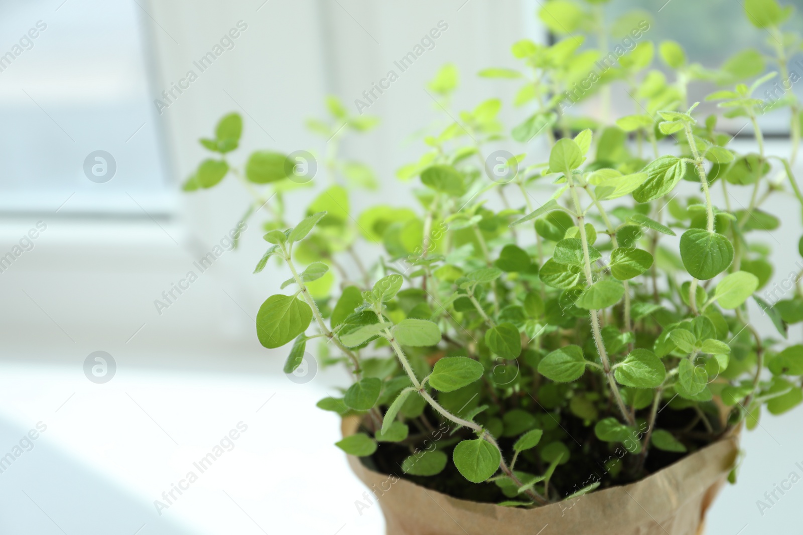 Photo of Fresh potted oregano on white background, closeup. Space for text