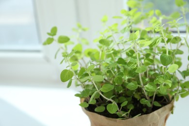 Fresh potted oregano on white background, closeup. Space for text