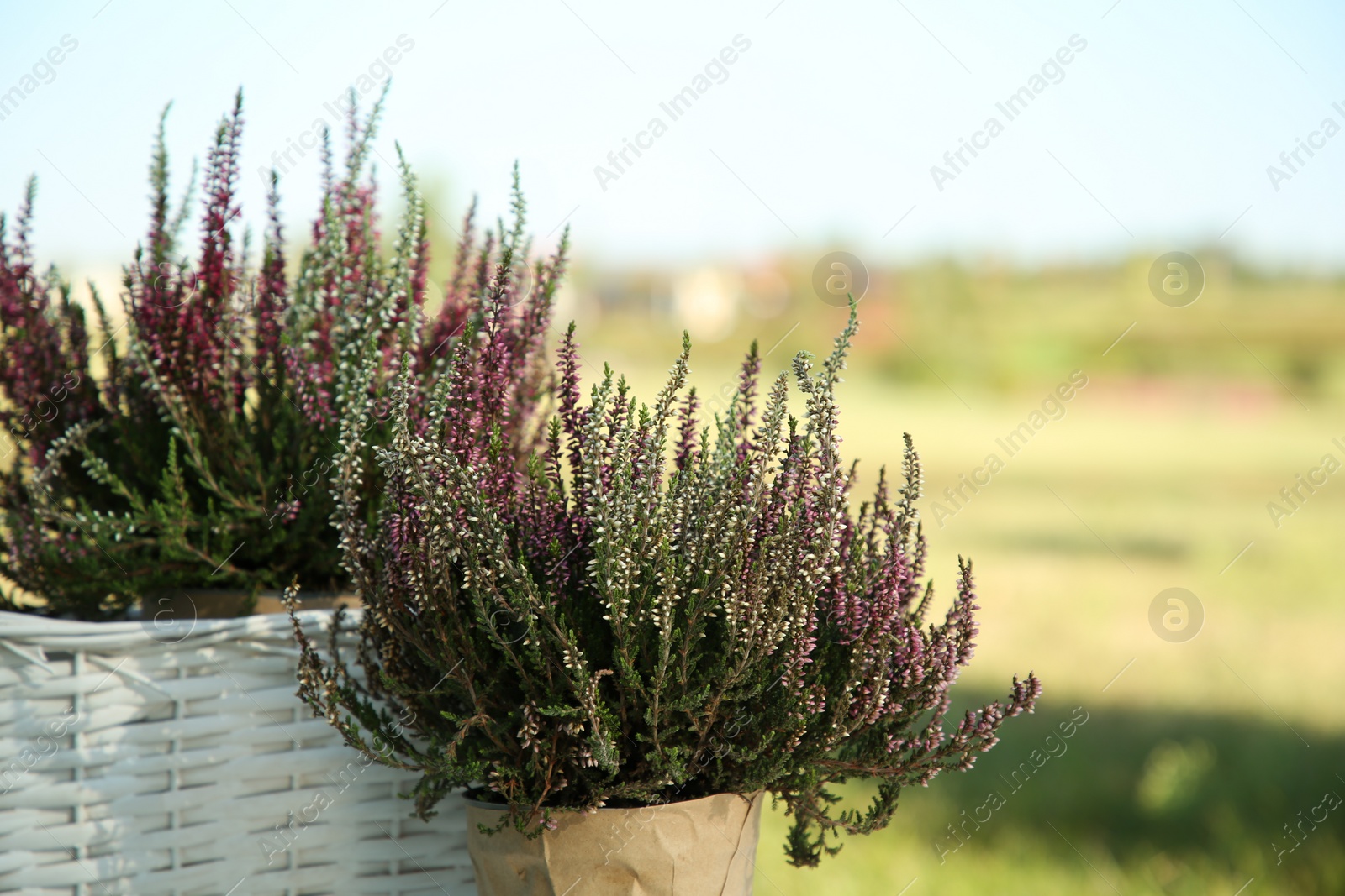 Photo of Beautiful potted heather flowers in field, closeup