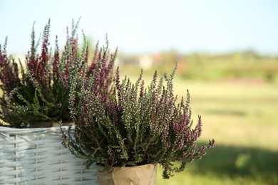 Photo of Beautiful potted heather flowers in field, closeup