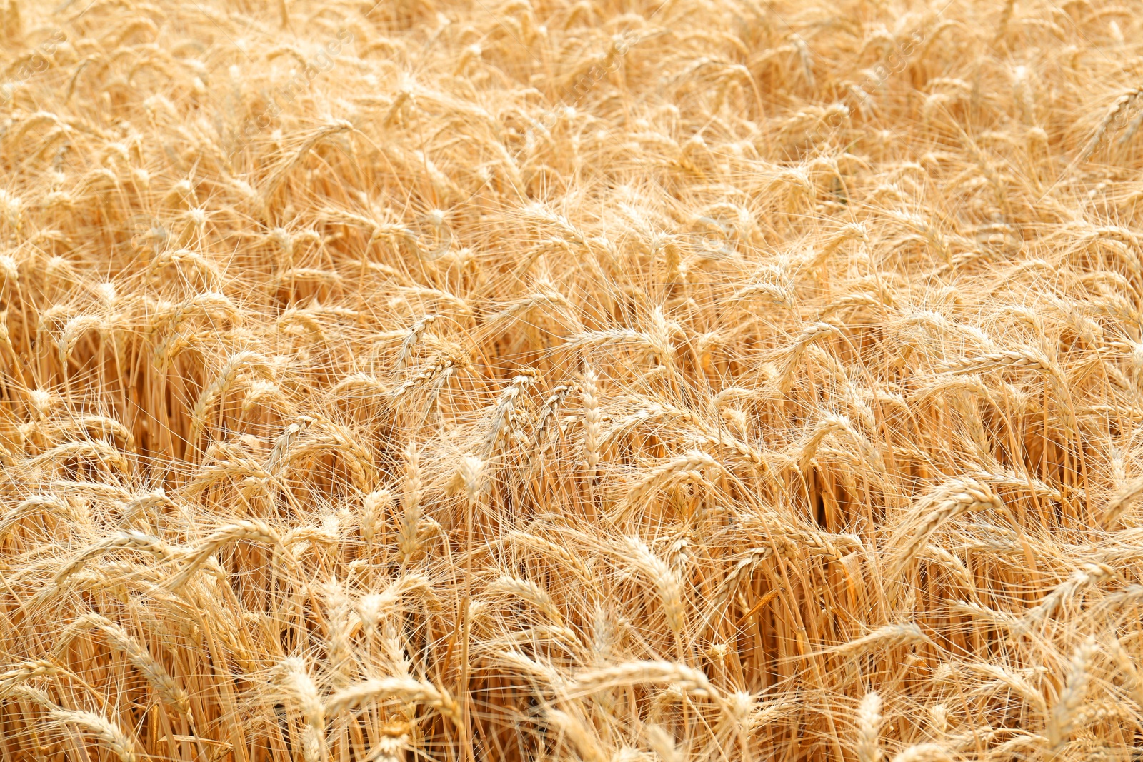 Photo of Beautiful view of agricultural field with ripe wheat spikes