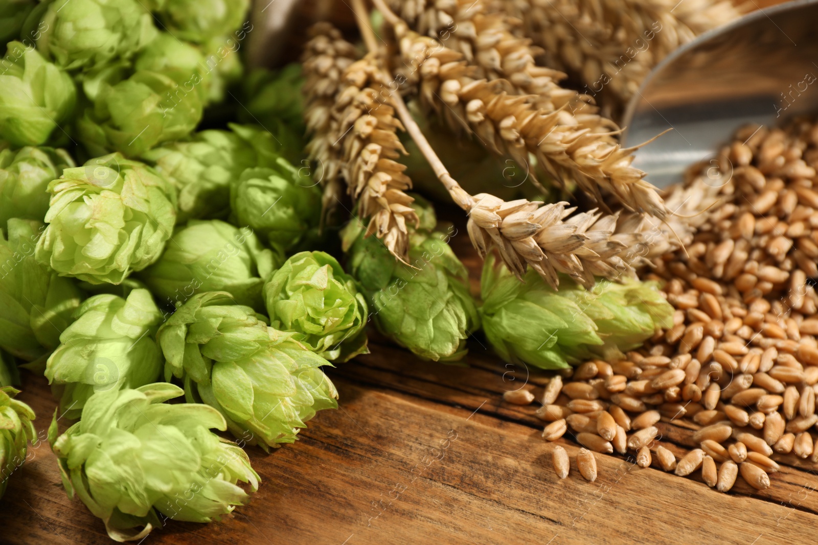 Photo of Fresh green hops, wheat grains and spikes on wooden table, closeup