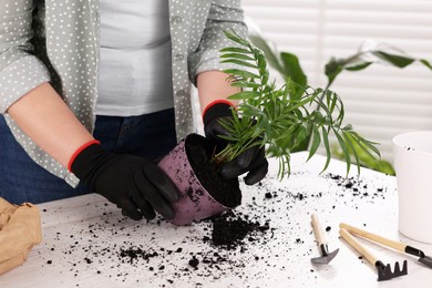 Woman in gloves transplanting houseplant at white table indoors, closeup