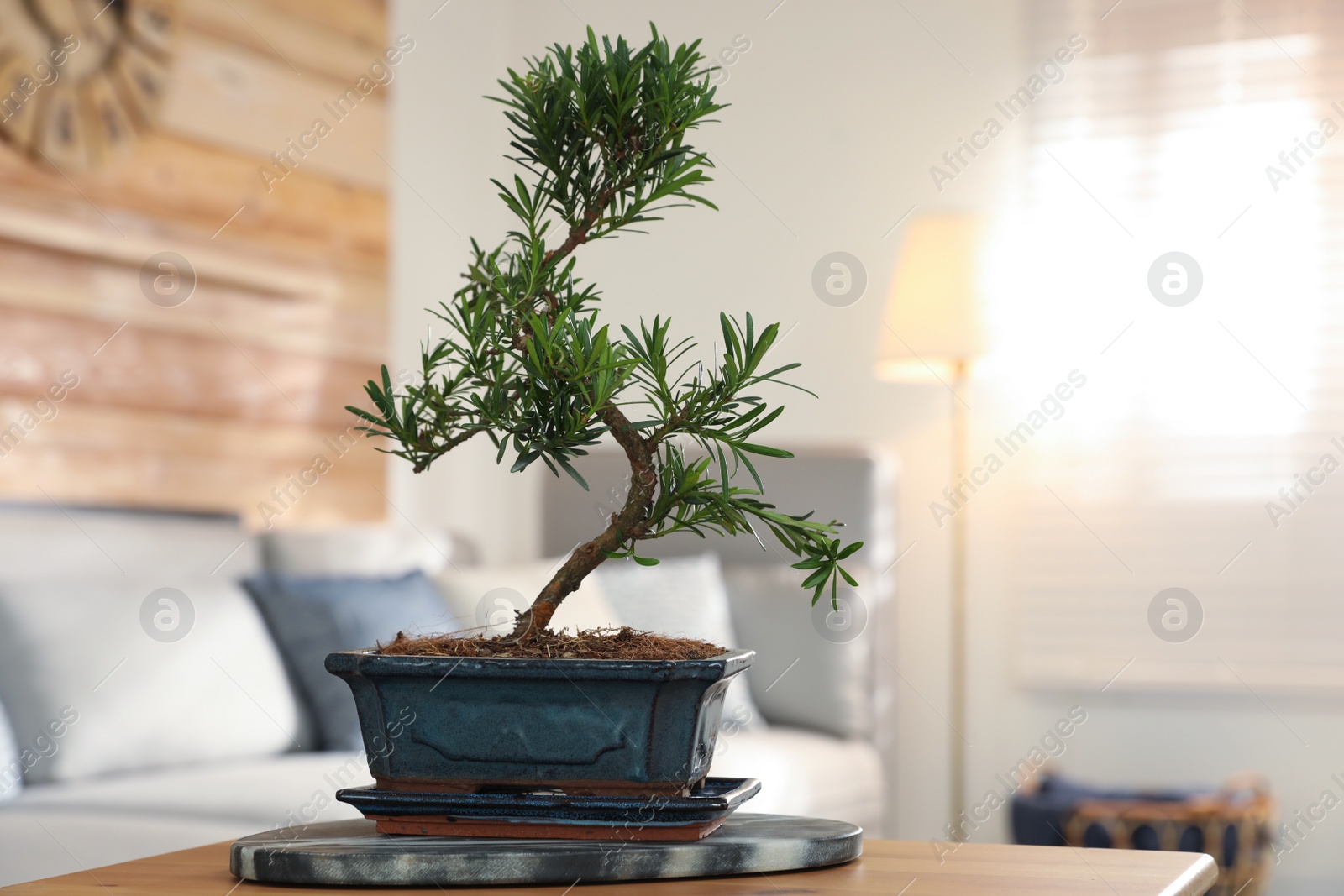 Photo of Japanese bonsai plant on table in living room. Creating zen atmosphere at home