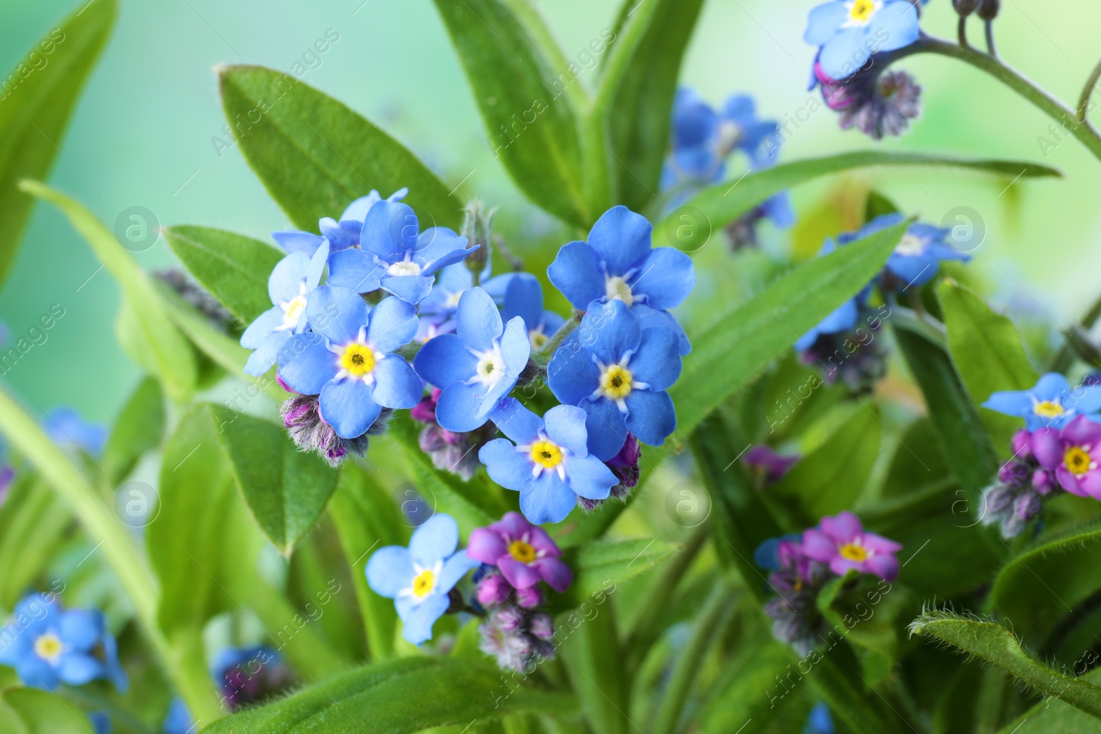 Photo of Amazing spring forget-me-not flowers as background, closeup view