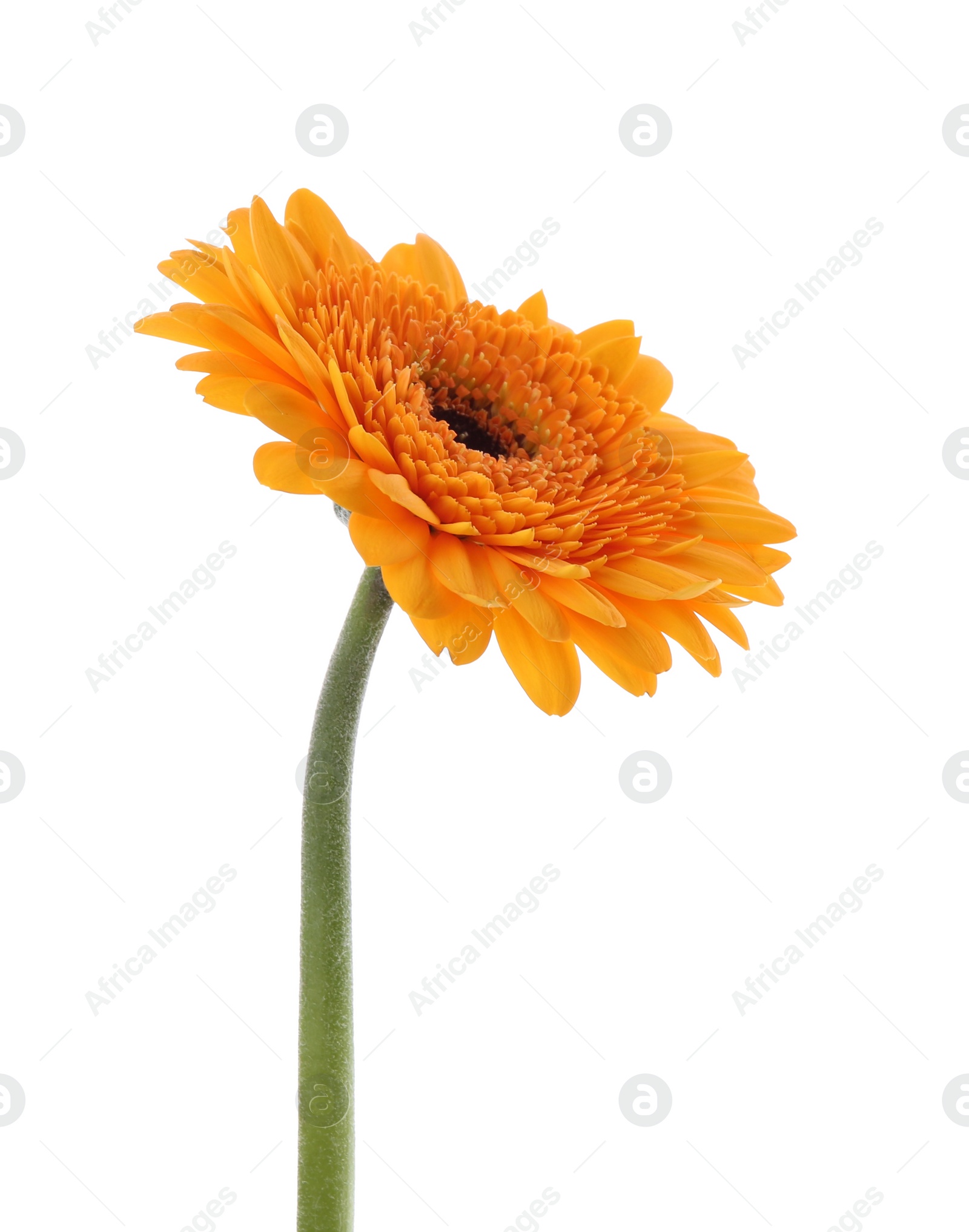 Photo of Beautiful orange gerbera flower isolated on white