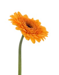 Beautiful orange gerbera flower isolated on white